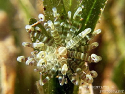 Swimming anemone (Boloceroides mcmurrichii) on seagrass leaf by Laura Dinraths 